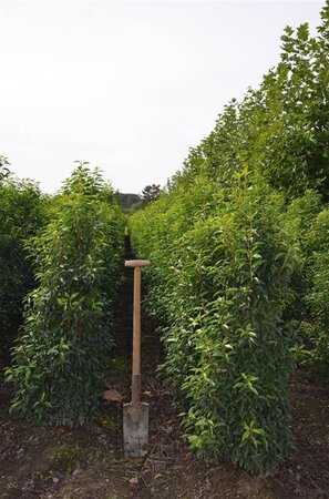 Prunus lusitanica 'Angustifolia' 150-175 cm met kluit - afbeelding 8