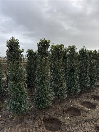 Prunus lusitanica 'Angustifolia' 150-175 cm met kluit - afbeelding 8