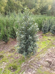 Prunus lusitanica 'Angustifolia' 150-175 cm met kluit - afbeelding 17