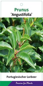 Prunus lusitanica 'Angustifolia' 150-175 cm met kluit - afbeelding 3
