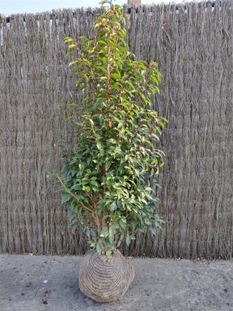 Prunus lusitanica 'Angustifolia' 150-175 cm met kluit - afbeelding 5