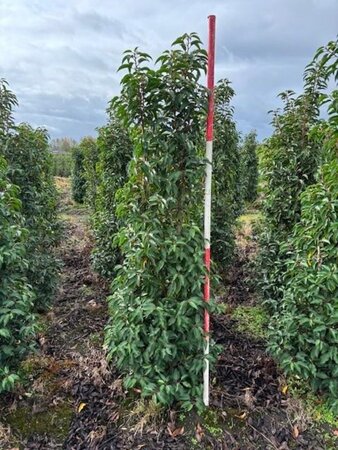 Prunus lusitanica 'Angustifolia' 175-200 cm met kluit - afbeelding 10