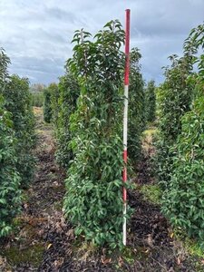 Prunus lusitanica 'Angustifolia' 175-200 cm met kluit - afbeelding 10