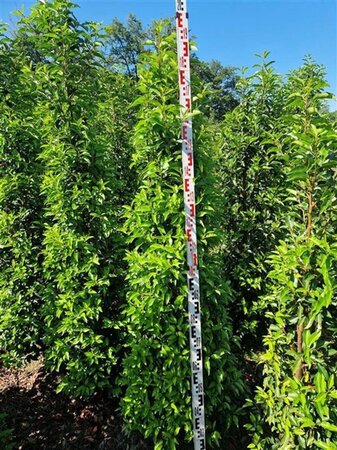 Prunus lusitanica 'Angustifolia' 175-200 cm met kluit - afbeelding 3