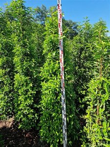 Prunus lusitanica 'Angustifolia' 175-200 cm met kluit - afbeelding 3