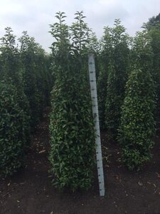 Prunus lusitanica 'Angustifolia' 175-200 cm met kluit - afbeelding 7