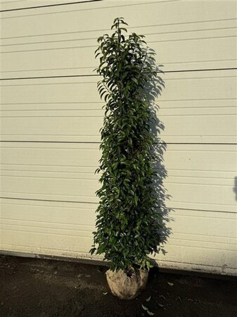 Prunus lusitanica 'Angustifolia' 175-200 cm met kluit - afbeelding 8