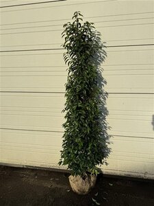 Prunus lusitanica 'Angustifolia' 175-200 cm met kluit - afbeelding 8