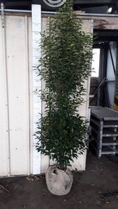 Prunus lusitanica 'Angustifolia' 175-200 cm met kluit - afbeelding 4