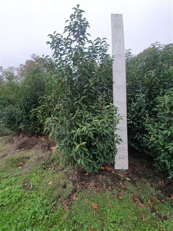 Prunus lusitanica 'Angustifolia' 175-200 cm met kluit - afbeelding 6