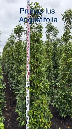 Prunus lusitanica 'Angustifolia' 175-200 cm met kluit - afbeelding 2