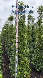 Prunus lusitanica 'Angustifolia' 175-200 cm met kluit