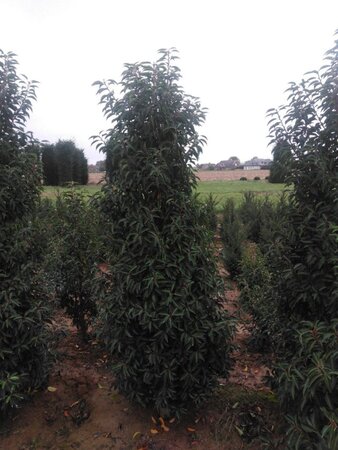 Prunus lusitanica 'Angustifolia' 175-200 cm met kluit - afbeelding 5