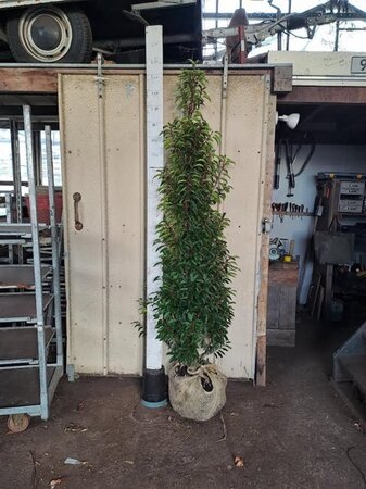 Prunus lusitanica 'Angustifolia' 175-200 cm met kluit - afbeelding 5