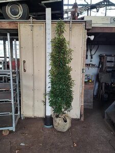 Prunus lusitanica 'Angustifolia' 175-200 cm met kluit - afbeelding 5