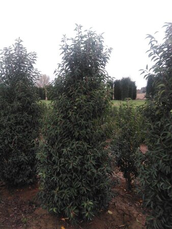 Prunus lusitanica 'Angustifolia' 200-250 cm met kluit