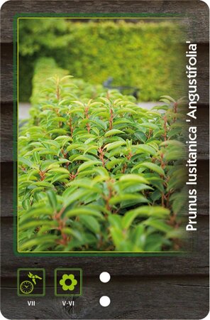 Prunus lusitanica 'Angustifolia' 40-60 cm cont. 3,0L - afbeelding 2