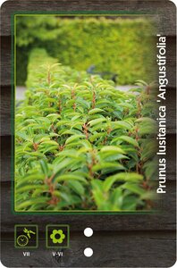 Prunus lusitanica 'Angustifolia' 40-60 cm cont. 3,0L - afbeelding 2