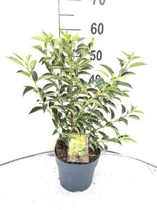 Prunus lusitanica 'Angustifolia' 40-60 cm cont. 3,0L - afbeelding 3