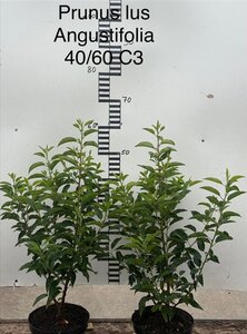Prunus lusitanica 'Angustifolia' 40-60 cm cont. 3,0L