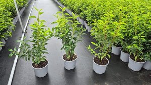 Prunus lusitanica 'Angustifolia' 40-60 cm cont. 3,0L