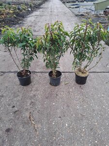 Prunus lusitanica 'Angustifolia' 40-60 cm cont. 3,0L - afbeelding 4