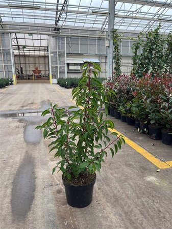 Prunus lusitanica 'Angustifolia' 50-60 cm cont. 5,0L