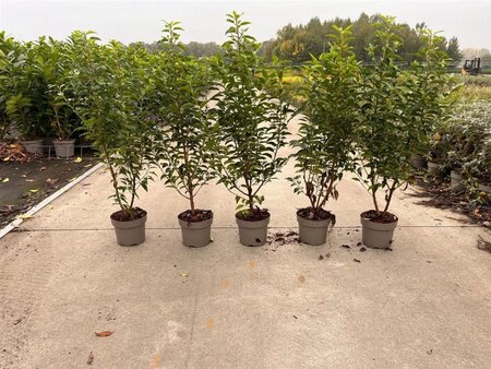 Prunus lusitanica 'Angustifolia' 60-80 cm cont. 3,0L