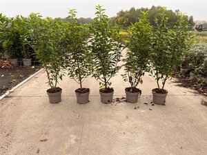 Prunus lusitanica 'Angustifolia' 60-80 cm cont. 3,0L