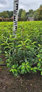 Prunus lusitanica 'Angustifolia' 60-80 cm met kluit - afbeelding 4