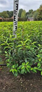 Prunus lusitanica 'Angustifolia' 60-80 cm met kluit - afbeelding 1
