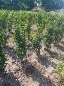 Prunus lusitanica 'Angustifolia' 60-80 cm met kluit - afbeelding 16