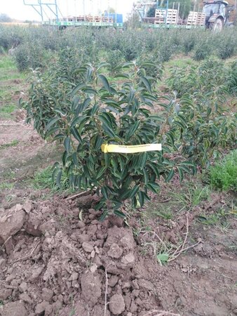 Prunus lusitanica 'Angustifolia' 60-80 cm met kluit - afbeelding 20