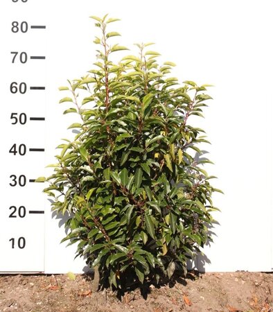 Prunus lusitanica 'Angustifolia' 60-80 cm met kluit - afbeelding 15