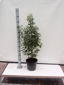 Prunus lusitanica 'Angustifolia' 60-80 cm met kluit - afbeelding 6