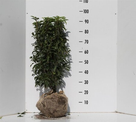 Prunus lusitanica 'Angustifolia' 60-80 cm met kluit - afbeelding 7