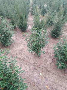 Prunus lusitanica 'Angustifolia' 60-80 cm met kluit - afbeelding 19