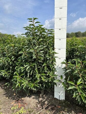 Prunus lusitanica 'Angustifolia' 60-80 cm met kluit - afbeelding 10