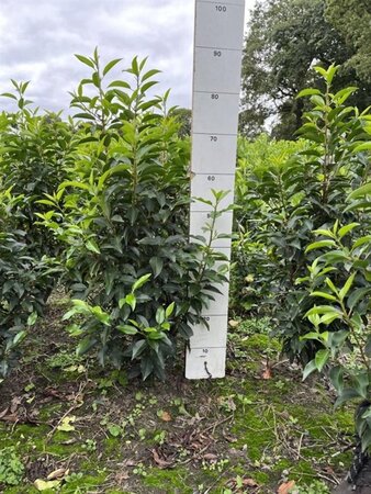 Prunus lusitanica 'Angustifolia' 60-80 cm met kluit - afbeelding 2
