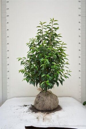 Prunus lusitanica 'Angustifolia' 60-80 cm met kluit - afbeelding 11