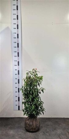 Prunus lusitanica 'Angustifolia' 60-80 cm met kluit - afbeelding 12