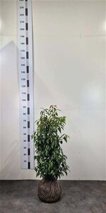 Prunus lusitanica 'Angustifolia' 60-80 cm met kluit - afbeelding 12