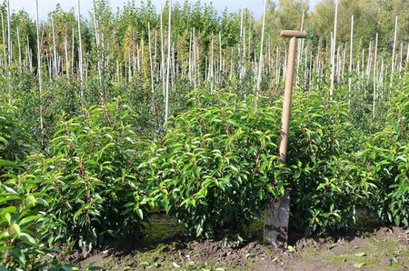 Prunus lusitanica 'Angustifolia' 60-80 cm met kluit - afbeelding 8