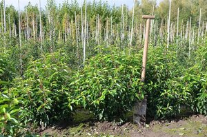 Prunus lusitanica 'Angustifolia' 60-80 cm met kluit - afbeelding 8