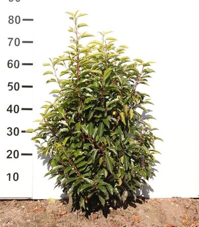 Prunus lusitanica 'Angustifolia' 60-80 cm met kluit - afbeelding 14