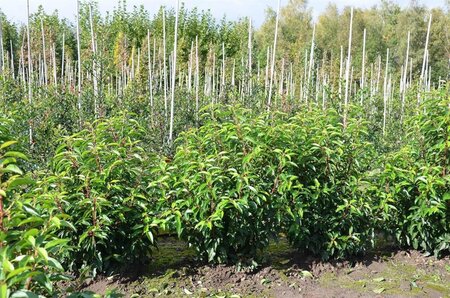 Prunus lusitanica 'Angustifolia' 60-80 cm met kluit - afbeelding 9