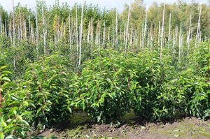 Prunus lusitanica 'Angustifolia' 60-80 cm met kluit - afbeelding 9