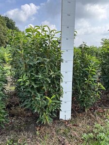 Prunus lusitanica 'Angustifolia' 60-80 cm met kluit - afbeelding 3