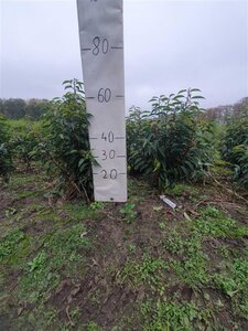 Prunus lusitanica 'Angustifolia' 60-80 cm met kluit - afbeelding 18