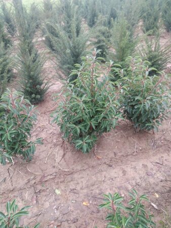 Prunus lusitanica 'Angustifolia' 80-100 cm met kluit - afbeelding 1